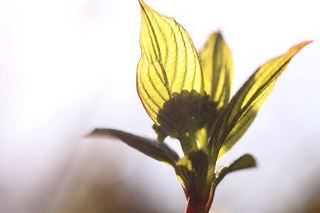 Young leaves of bush in spring time