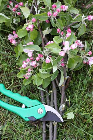 Secateurs with apple branches and apple blossoms