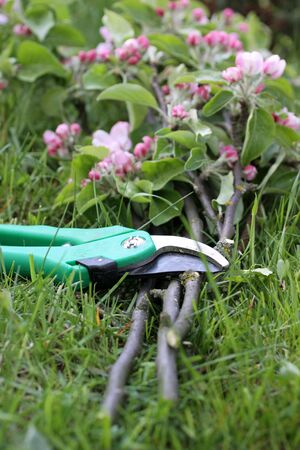 Secateurs with apple branches and apple blossomsの写真素材