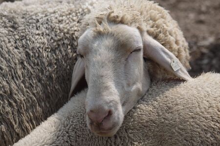 Flock of Sheep in the Taunus mountains in Germanyの写真素材