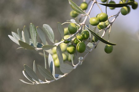 Green olives on the tree in an olive grove in Tuscanyの写真素材