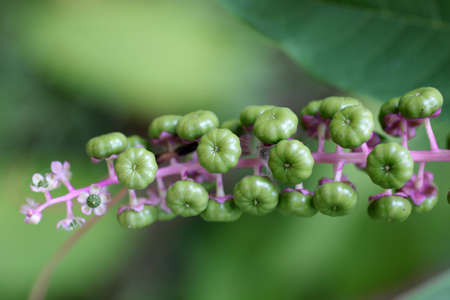 Small green fruits of wild plant in Central Italyの写真素材