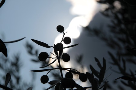 Olive grove in Gambassi Terme in Tuscany, Italyの写真素材