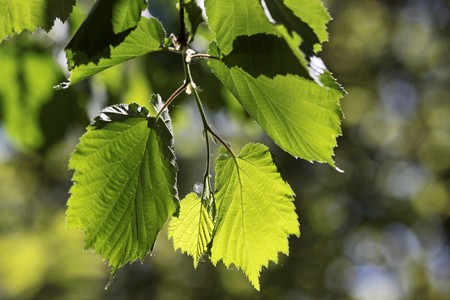 Leaves of a linden tree in the park of palace Festetics in Keszthely at Lake Balaton, Hungary