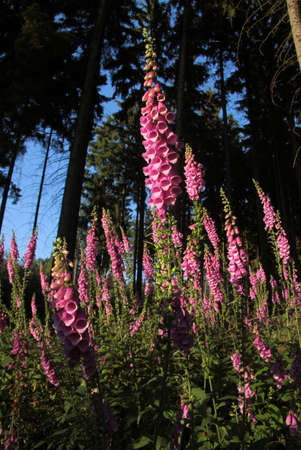 Pink Foxglove plants on forest clearing in Germanyの写真素材
