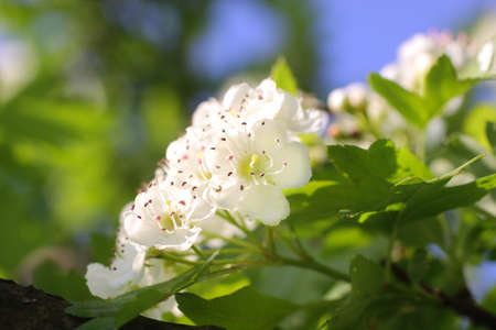 Close-up of cherry blossoms in spring timeの写真素材