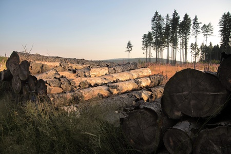 Felled trees in a clearing in the Taunus mountains, Germanyの写真素材