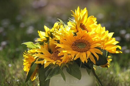 Sun flowers in a summer meadowの写真素材