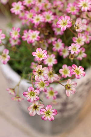 gentle pink flowers in vase on garden  terraceの写真素材