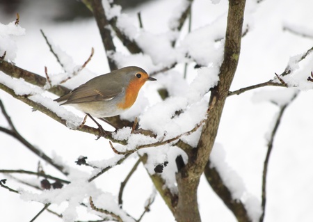 Robin in the snow in the garden at winter timeの写真素材