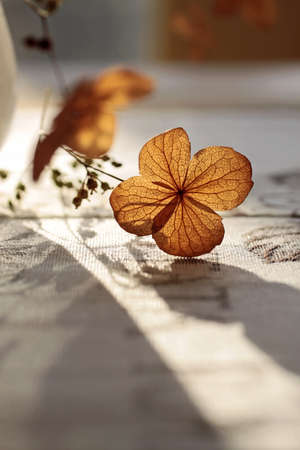 Autumn decoration with dried plant