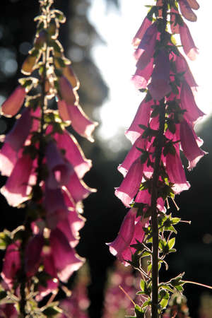 Pink Foxglove plants on forest clearing in Germanyの写真素材
