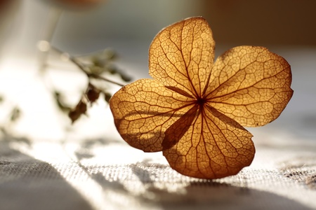 Autumn decoration with dried plantの写真素材
