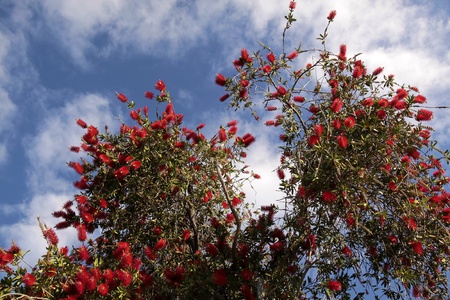 Red flowers of the pohutukawa tree in Coromandel, New Zealand