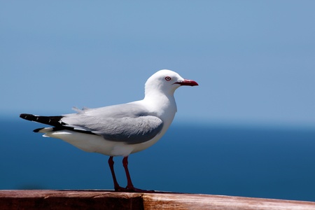 Red-billed Gull at coastline, Coromandel Peninsula, New Zealandの写真素材