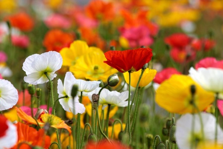 Colorful poppies in the Government Gardens, Rotorua, New Zealandの写真素材
