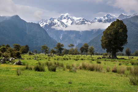Looking to  Mount Cook from Fox village, Westland National Park,  South island,  New Zealandの写真素材