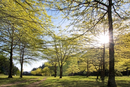 Forest in spring time near Nelson, South Island, New Zealandの写真素材