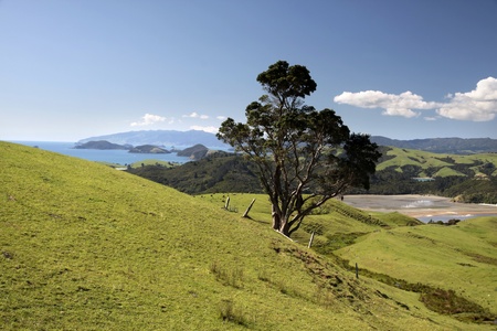 Meadows and hills on the Coromandel Peninsula, North Island, New Zealandの写真素材