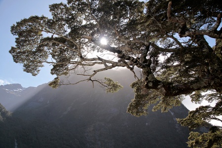 Old tree in the Milford Sound, Southland, South island,  New Zealandの写真素材
