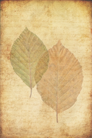 grunge background with autumn leaves of a beech treeの写真素材