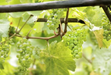Green wine grapes in summer in the Rheingau area, Hesse, Germany