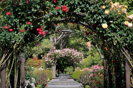Rose garden in the Botanic Gardens, Canterbury, South Island,  New Zealandの写真素材