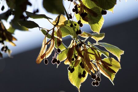 Close-up of lime leaves and fruits in autumnの写真素材