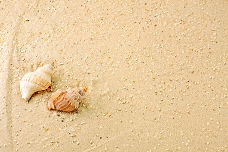 Close-up of marine snails in the sand on the beach