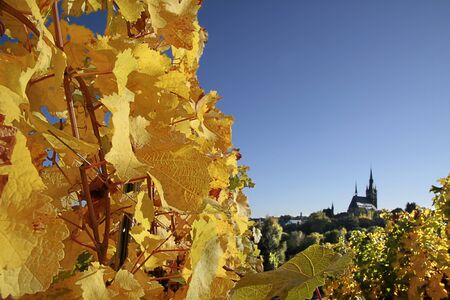 Vineyard in autumn near Kiedrich, Rheingau, Hesse, Germanyの写真素材