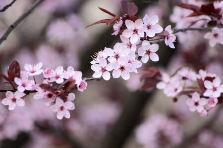 Japanese cherry blossoms in the park