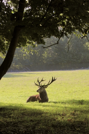 Male red deer in a forest clearingの写真素材