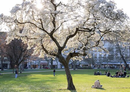 Blossoming cherry tree in park in Wiesbaden, Hesse, Germanyのeditorial素材