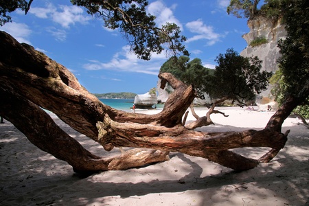 Coast near the Cathedral Cove, Hahei, Coromandel Peninsula, New Zealandの写真素材