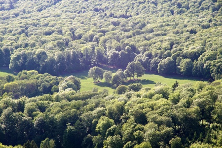 Forest clearing in spring time in the Taunus near Wiesbaden