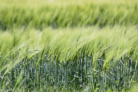 Field with green ears of corn on Bornholm, Denmarkの写真素材