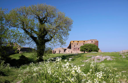 Hammershus castle ruin with a distinctive tree on Bornholm, Denmarkのeditorial素材