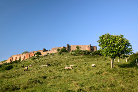 Hammershus castle ruin with a distinctive tree on Bornholm, Denmarkのeditorial素材