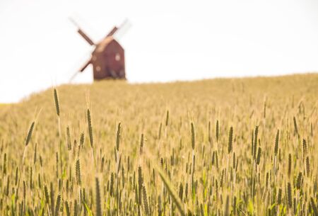 Grain fields and windmill at the village of Melsted on the coast of Bornholm, Denmarkの写真素材