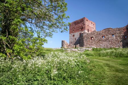 Hammershus castle ruin with a distinctive tree on Bornholm, Denmarkのeditorial素材