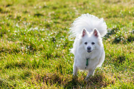 White Pomeranian dog running on grass fieldの写真素材