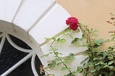 Climbing roses in the courtyard of Palace of  Johannisberg, Rheingau, Hesse, Germanyの写真素材
