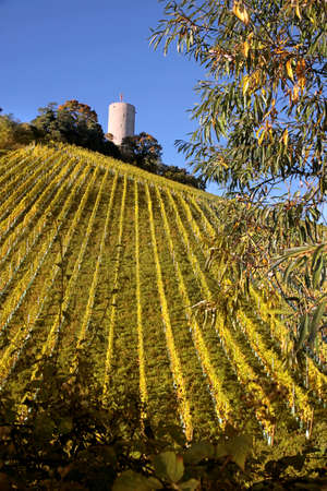 Castle Scharfstein  1160 to 1260  in Kiedrich, Rheingau, Hesse, Germanyのeditorial素材