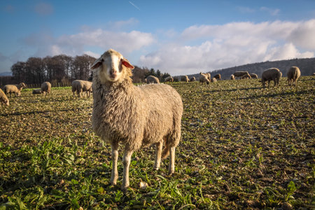 Flock Of Sheep in the Taunus mountains near Engenhahn, Hesse, Germanyの写真素材