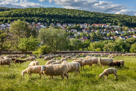 Flock Of Sheep in the Taunus mountains near Engenhahn, Hesse, Germanyの写真素材