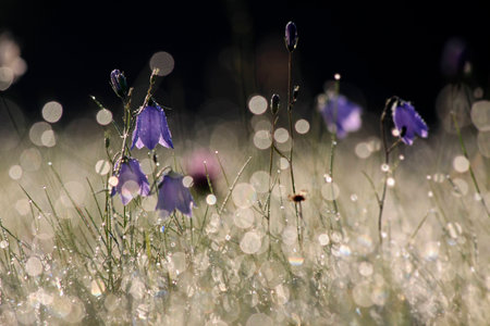 Bell flower (Campanula rotundifolia) with morning dew at Engenhahn, Hesse, Germanyの写真素材