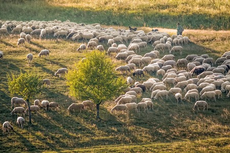 Flock Of Sheep in the Taunus mountains near Engenhahn, Hesse, Germanyの写真素材