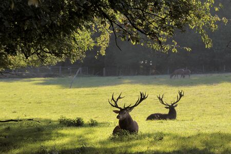 Male red deer in a forest clearingの写真素材