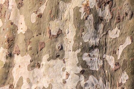 Cracked bark of an large old plane treeの写真素材