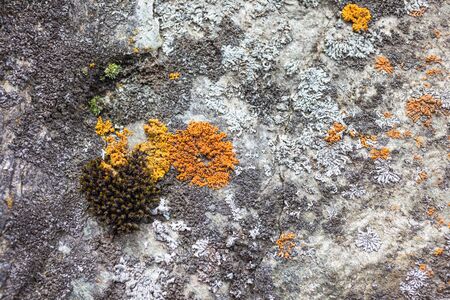 Colored lichen on the rocks in the mountains in South Tyrolの写真素材